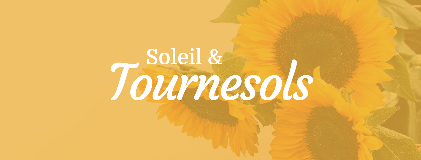 Soleil local : nos bouquets de Tournesols