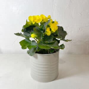 bégonia jaune à livrer
