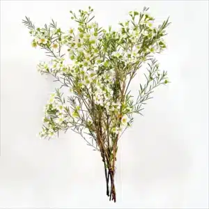 bouquet de wax