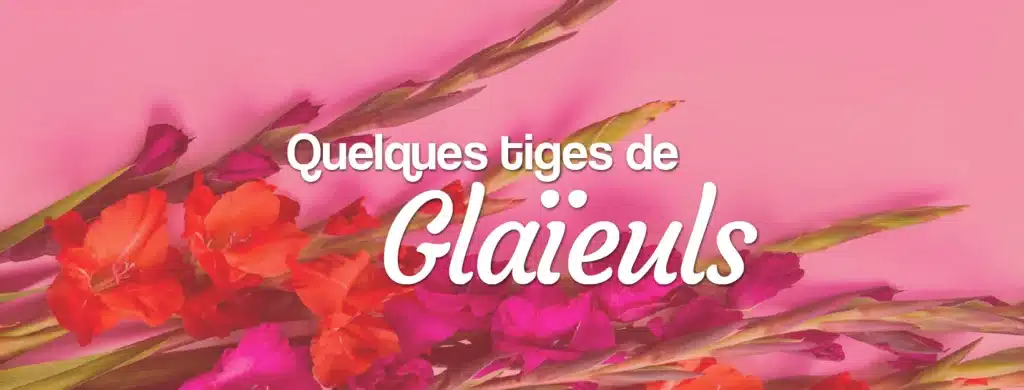 glaïeuls à commander sur internet