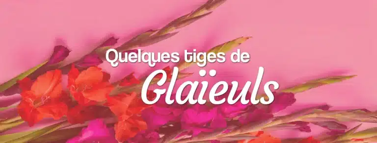 glaïeuls à commander sur internet