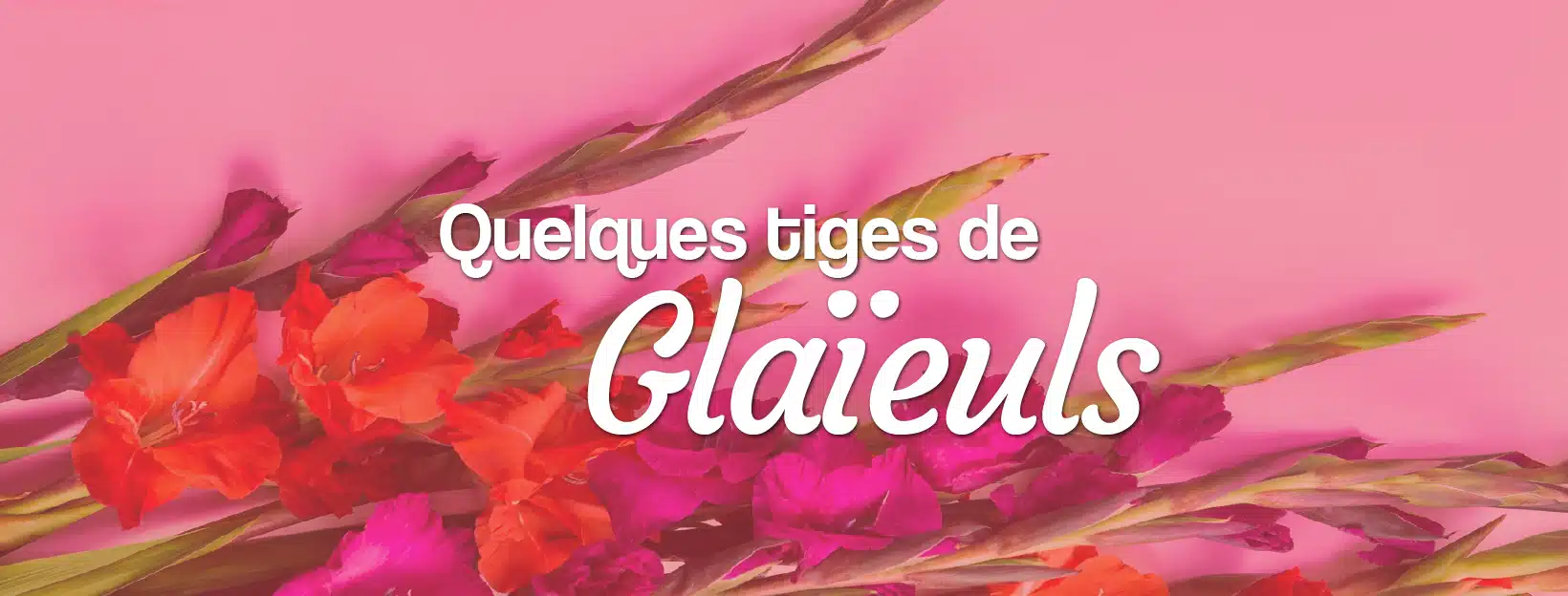 glaïeuls à commander sur internet