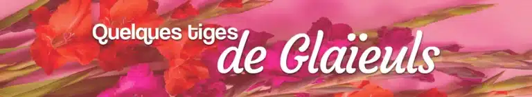 Les Glaïeuls fleurs de la victoire glaïeuls à commander sur internet