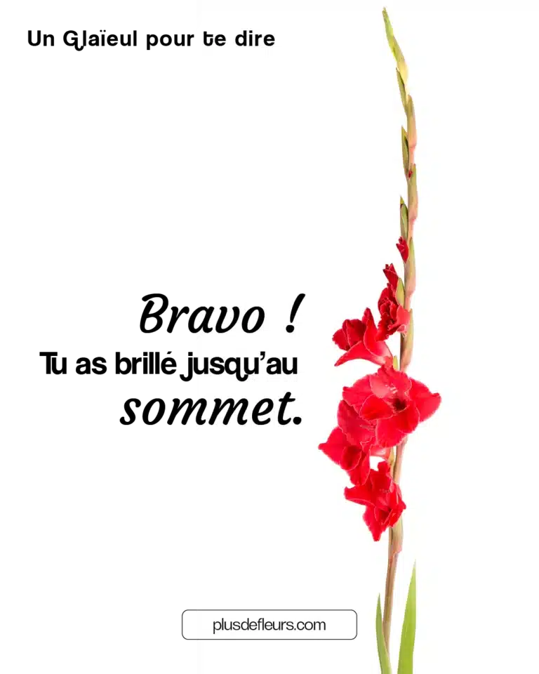 Les Glaïeuls fleurs de la victoire glaïeuls fleurs pour dire bravo pour les examens