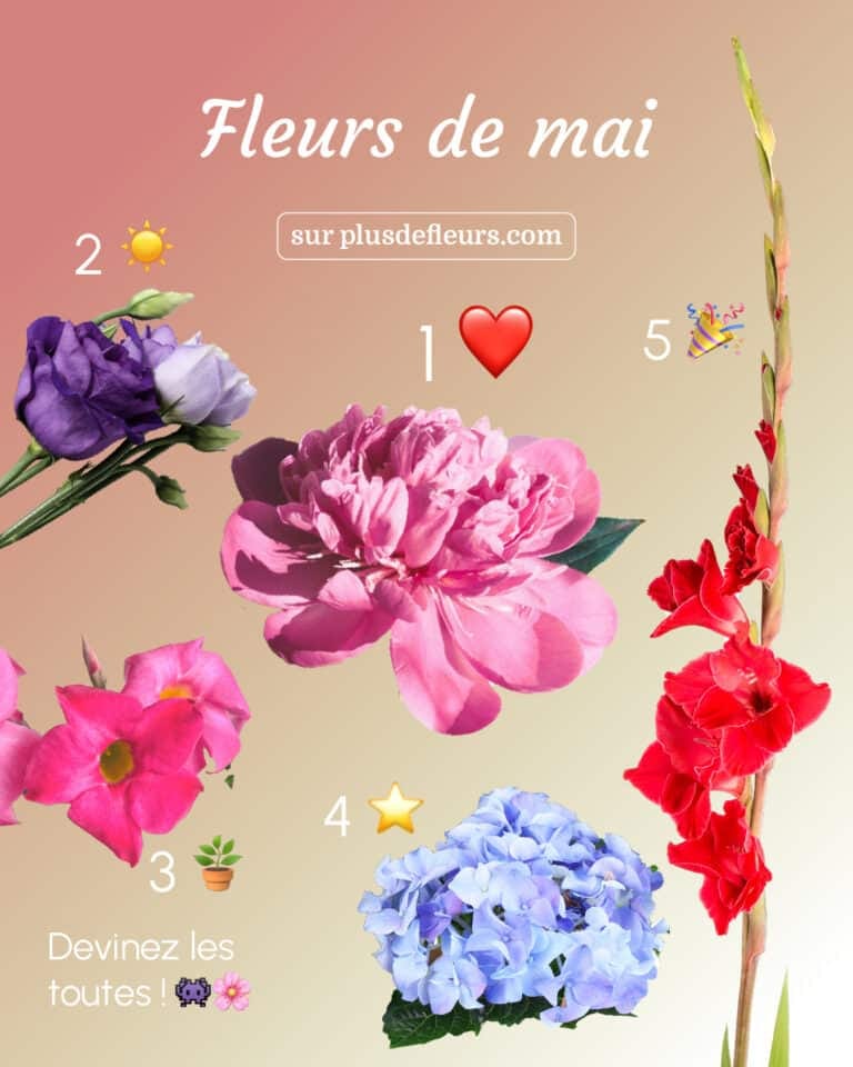 Fleurs de mai : la Pivoine et 3 fleurs de saison fleurs de mai
