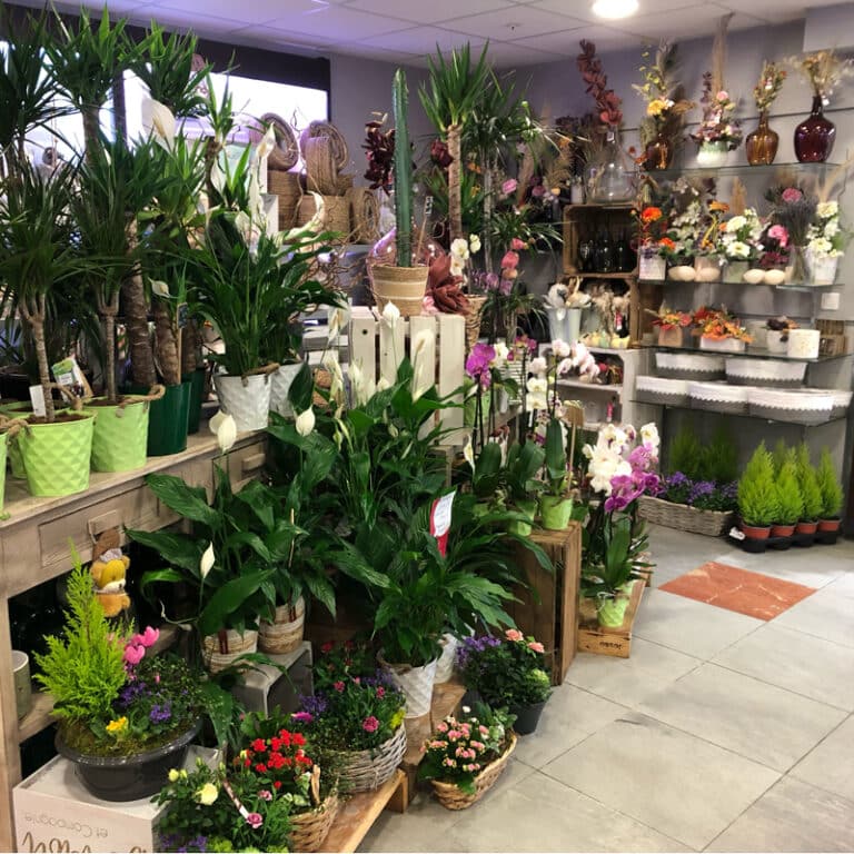 plantes dame jeanne PLUSDEFLEURS StPaul