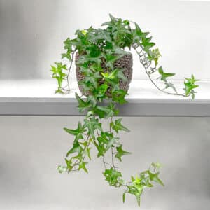 lierre vert en pot