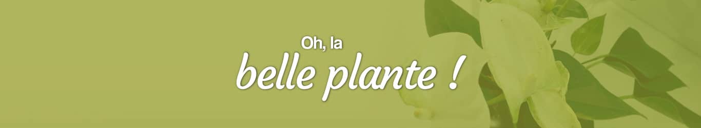 oh les belles plantes en livraison en France