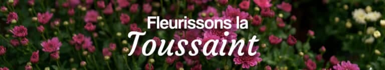 fleurs de Toussaint