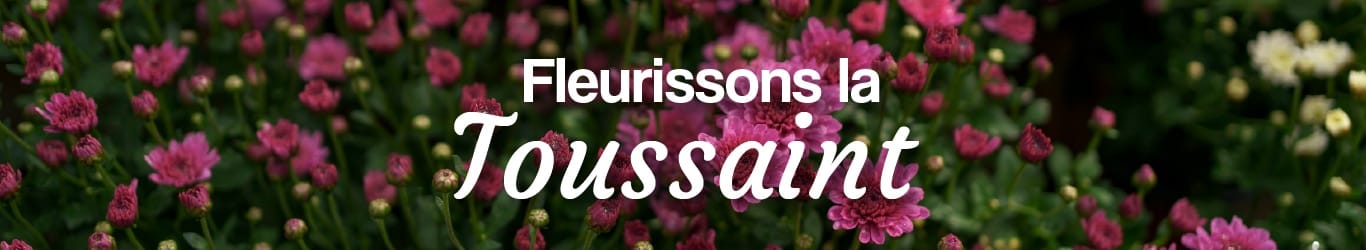 fleurs de Toussaint