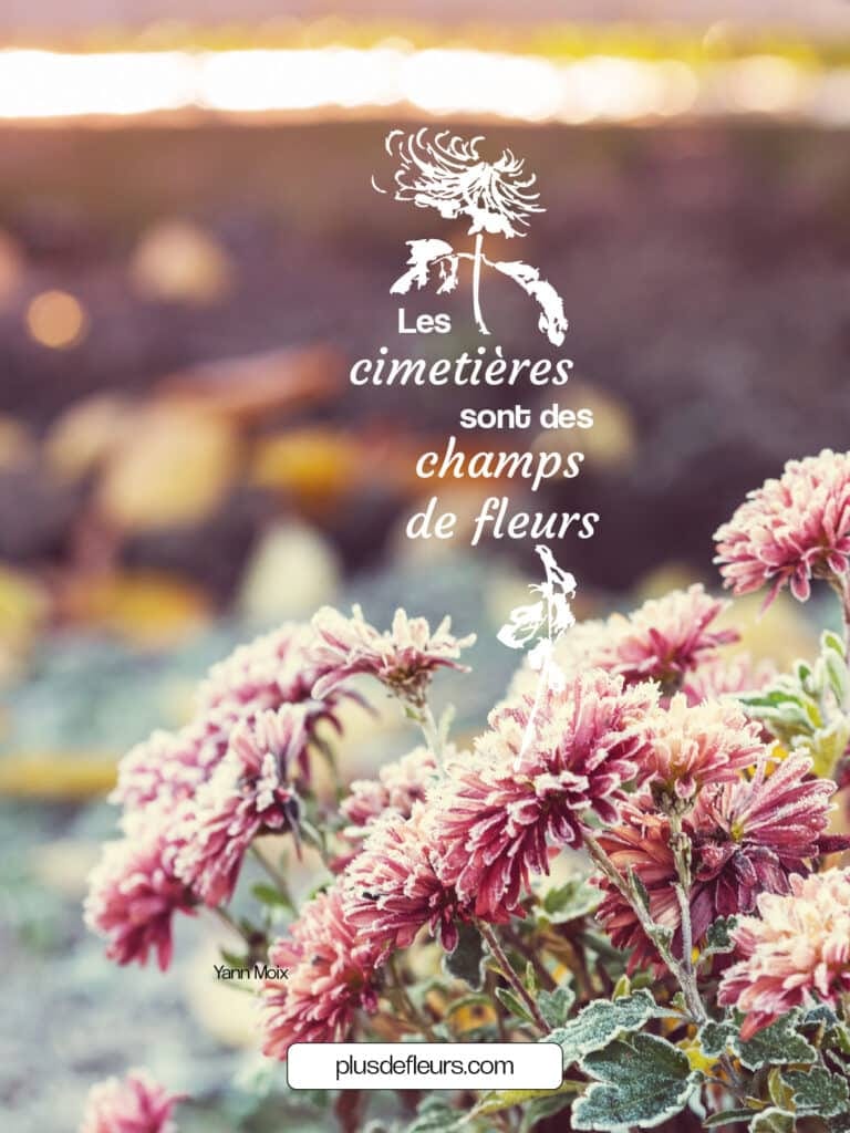 Citation sur la Toussaint dernière minute