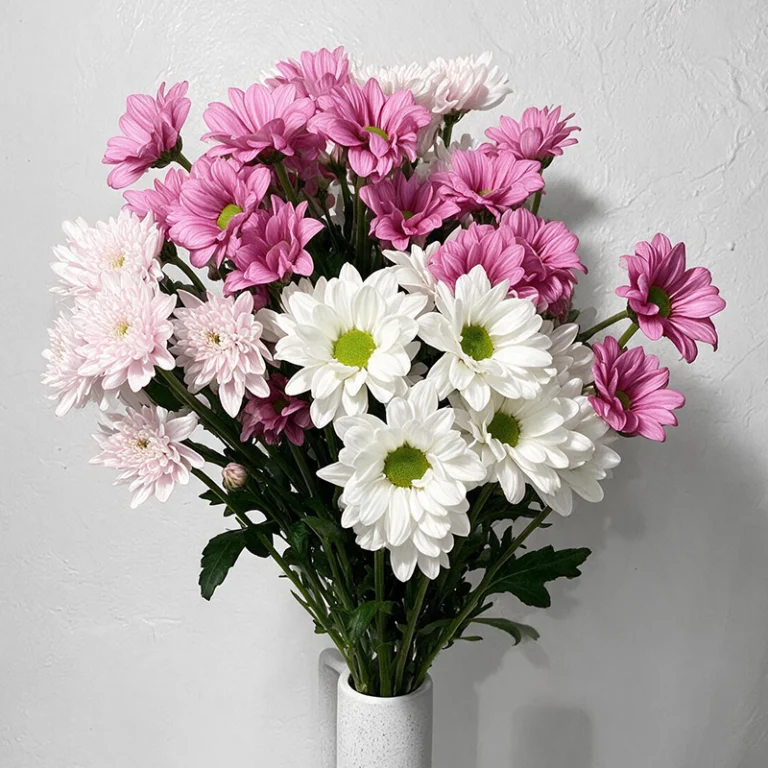 5 fleurs d'Automne pour accueillir la saison Livraison de fleurs de chrysanthèmes roses Tokyos