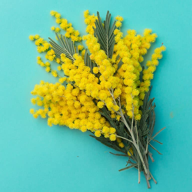 fleur de mimosa jaune doré