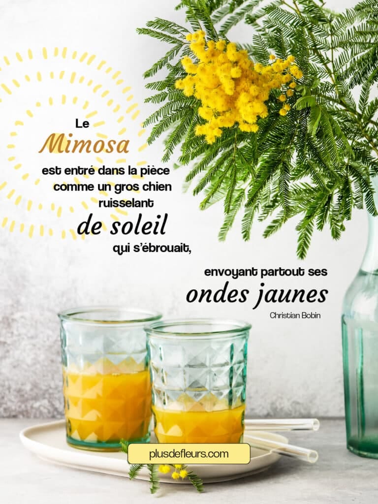 La fleur de Mimosa : du soleil en plein hiver ! citation sur la fleur de Mimosa