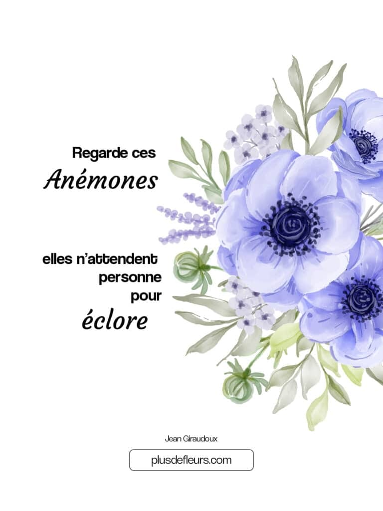 Anémone fleur française au sein de l'hiver citation anémones