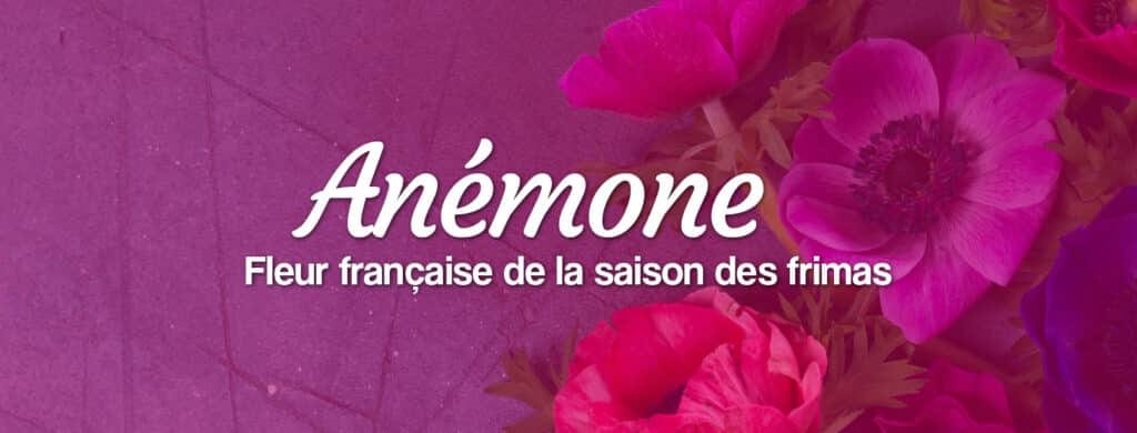 Anémone fleur française au sein de l'hiver livraison de bouquets d'anémones fleurs d'hiver françaises