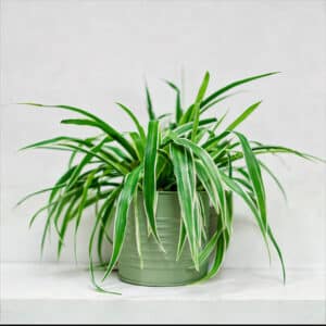 livraison de plante dépolluante chlorophytum