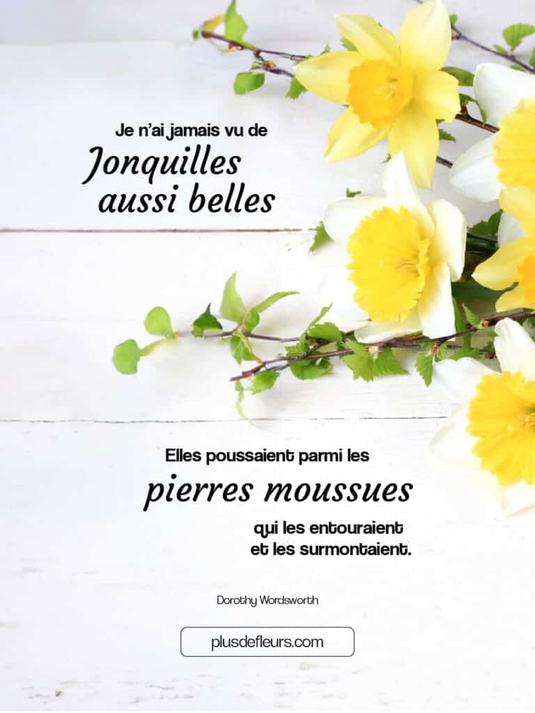 livraison de jonquilles citation
