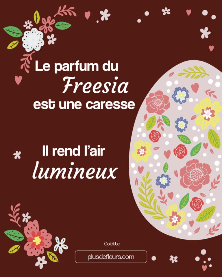 Fleurs de pâques et Freesias : citation de Colette