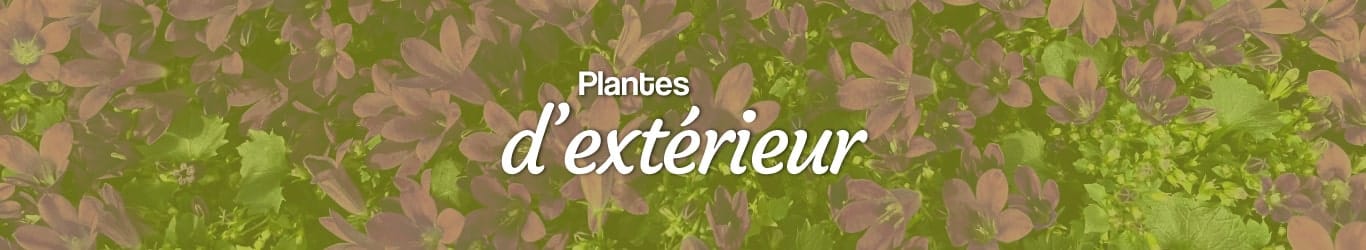 plantes d'extérieur en livraison en France métropolitaines