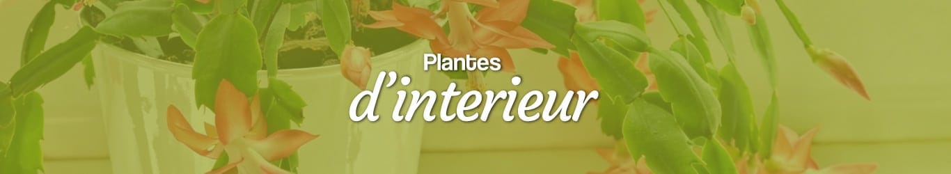 plantes d'intérieur en livraison en France métropolitaine