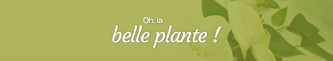 oh les belles plantes en livraison en France
