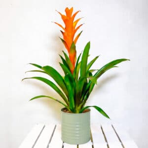 bromelia livraison