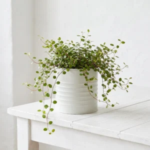 Muehlenbeckia plante intérieur