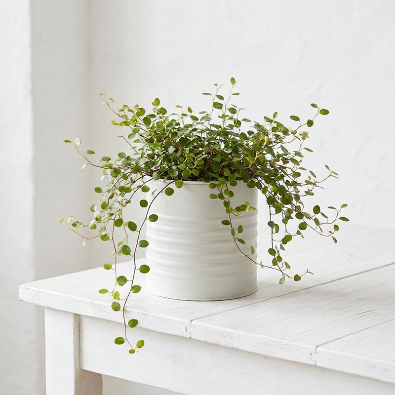 Muehlenbeckia plante intérieur