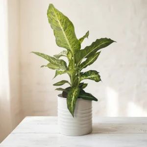 Dieffenbachia plante intérieure