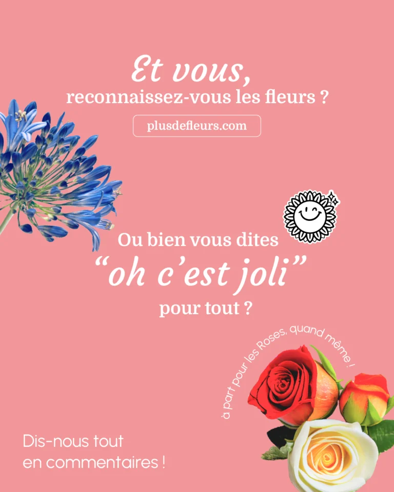 Fleurs de juin : Rose et 4 autres merveilles de saison et vous reconnaissez vous les fleurs?