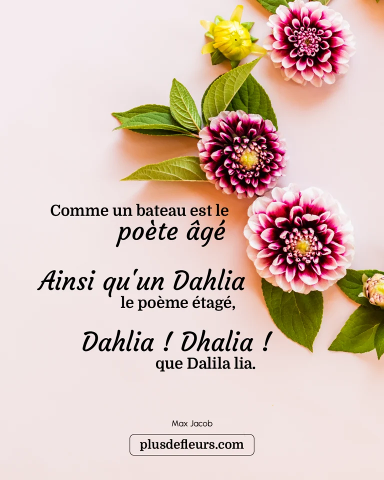 La fleur de Dahlia pour dire merci citation sur la fleur de dahlia