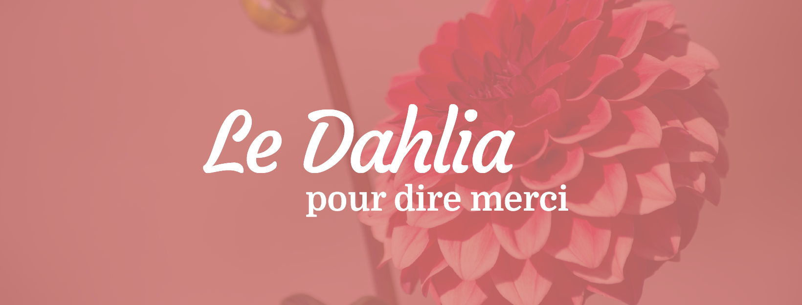 Le Dahlia la fleur pour dire merci
