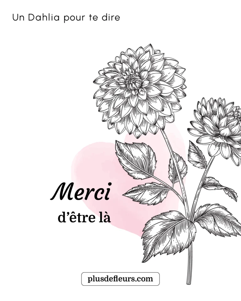 La fleur de Dahlia pour dire merci Le Dahlia la fleur pour dire merci d'être là