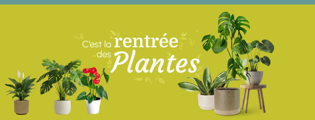 C'est la rentrée des plantes quelle plante pour votre bureau ?