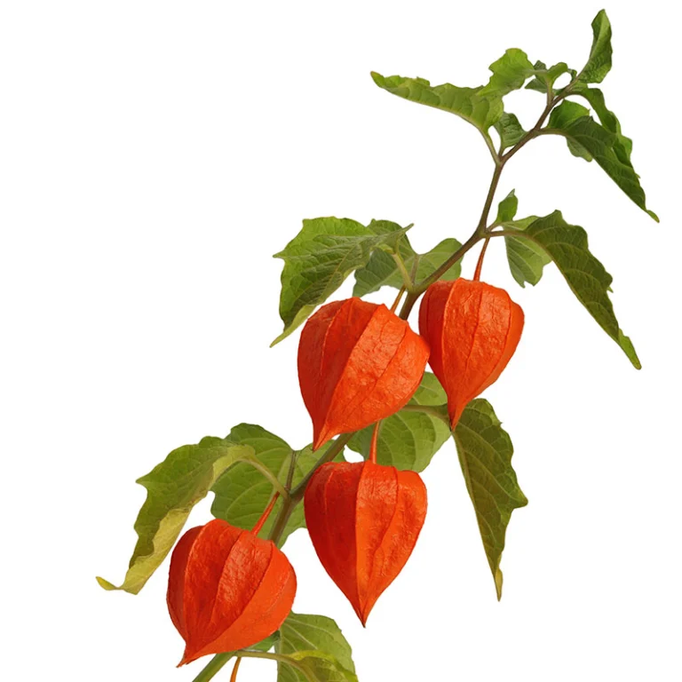 5 fleurs d'Automne pour accueillir la saison physalis